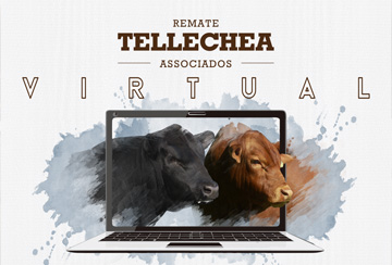 LEILÃO VIRTUAL TELLECHEA